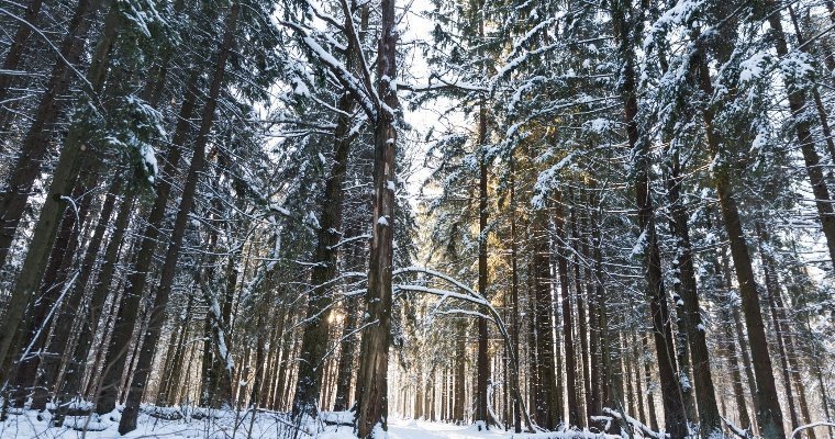 За 3 месяца 2022 года лесоперерабатывающий комплекс Удмуртии отправит в бюджет около 700 млн рублей 