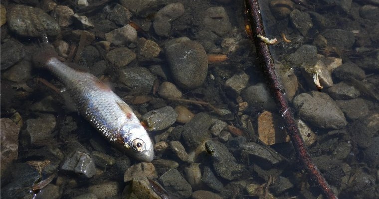 Причиной гибели рыбы в Чемошурском пруду в Завьяловском районе могло стать загрязнение воды