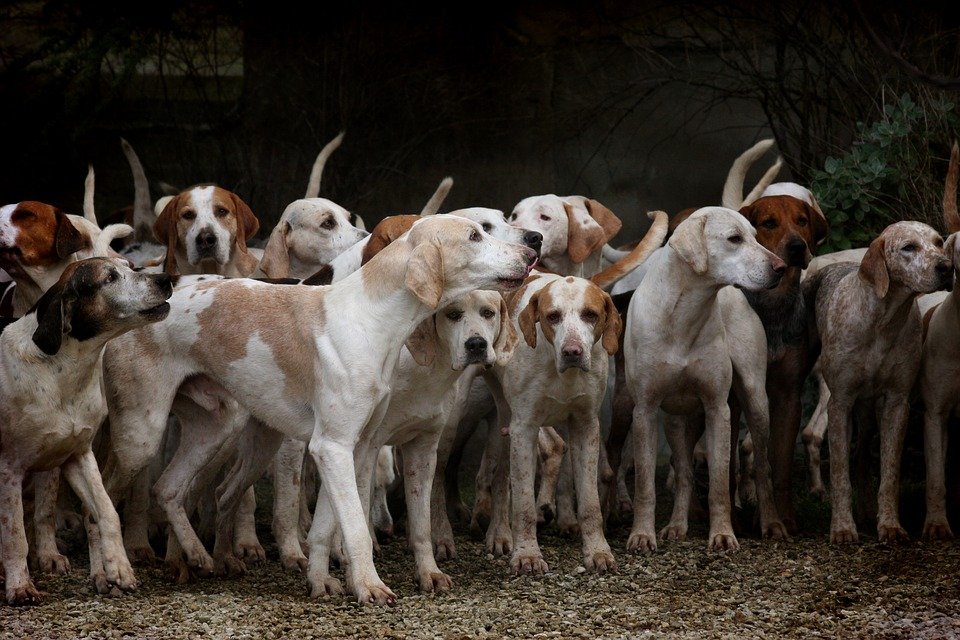 Погубившего десятки собак владельца приюта «Дружок» в Приамурье осудили на 3 года колонии  