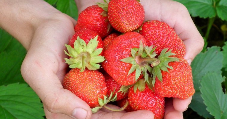 В Удмуртии пройдет ягодный фестиваль «Узы – боры»