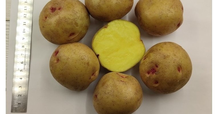 Удмуртские учёные вывели новый высокоурожайный сорт картофеля // ИА Сусанин- проверенные новости Ижевска и Удмуртии, факты и описания событий.