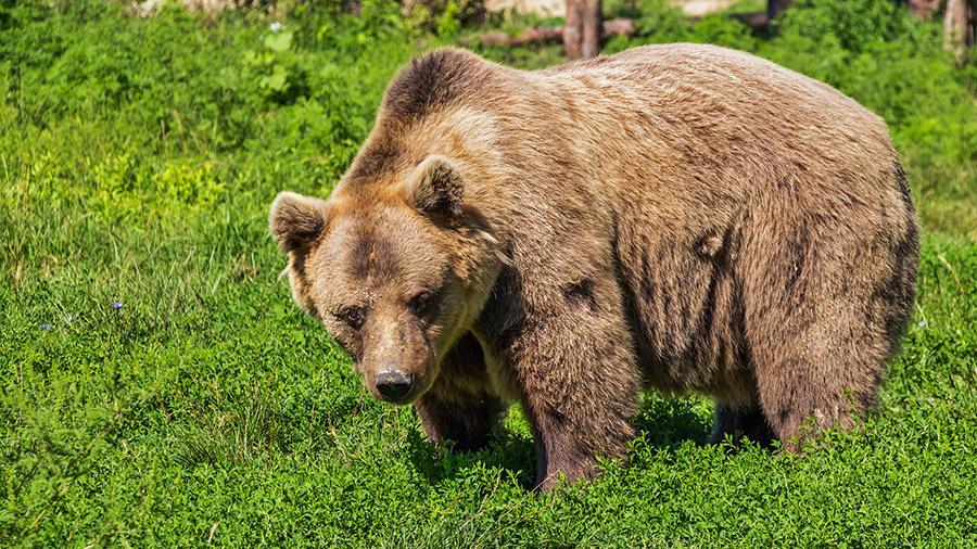 Медведь пришел в городской парк в Мурманской области