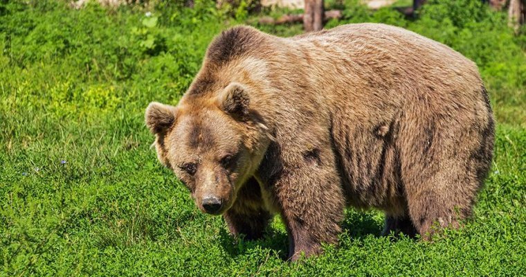 Медведь пришел в городской парк в Мурманской области