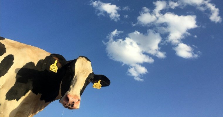 Гендиректора сельхозпредприятия в Удмуртии обвинили в завышении количества уничтоженных коров