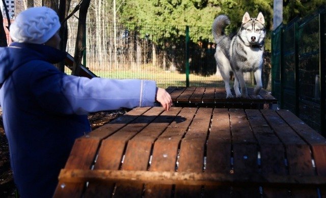 Опыт показал: площадки для выгула собак в Ижевске будут больше