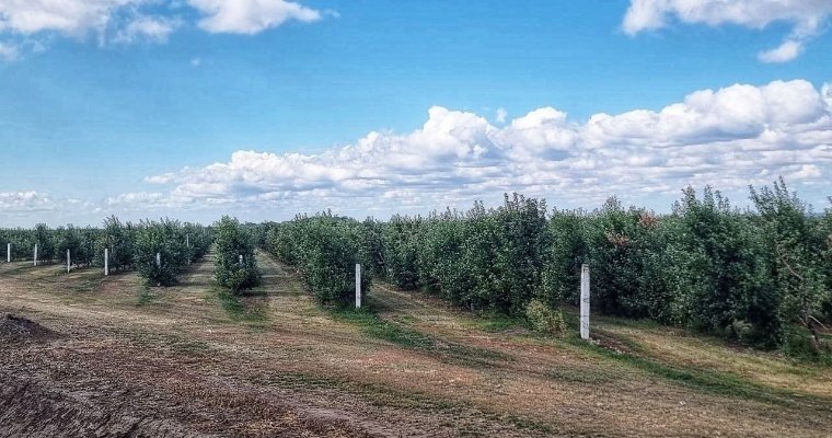 Яблоневые плантации могут появиться вблизи побережья Камы в Воткинском районе