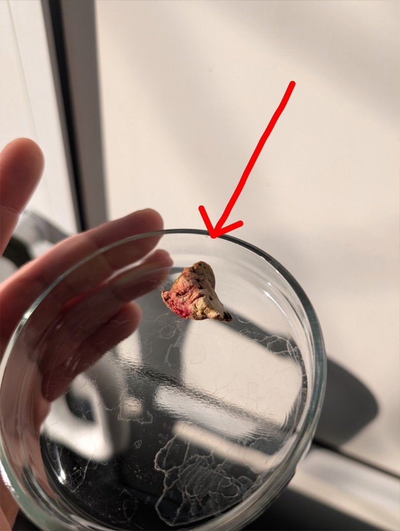 В Ижевске ветеринары спасли кота по кличке Пук, в кишечнике которого застрял кусок игрушки