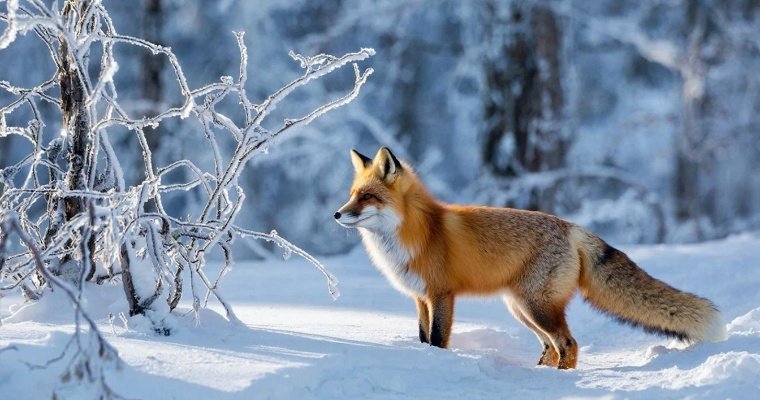 В лесах Удмуртии посчитают количество животных по следам на снегу 