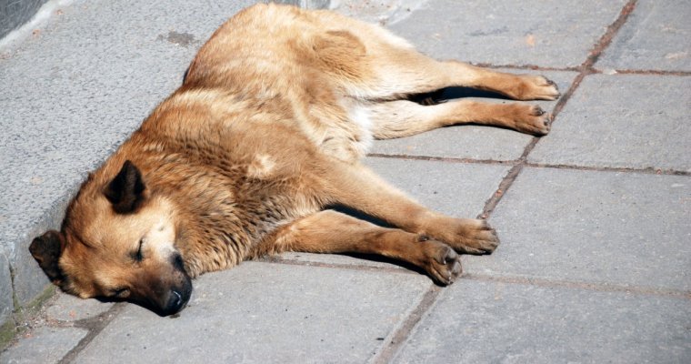 Прокуроры потребовали наказать казанскую фирму за мучительную смерть собак