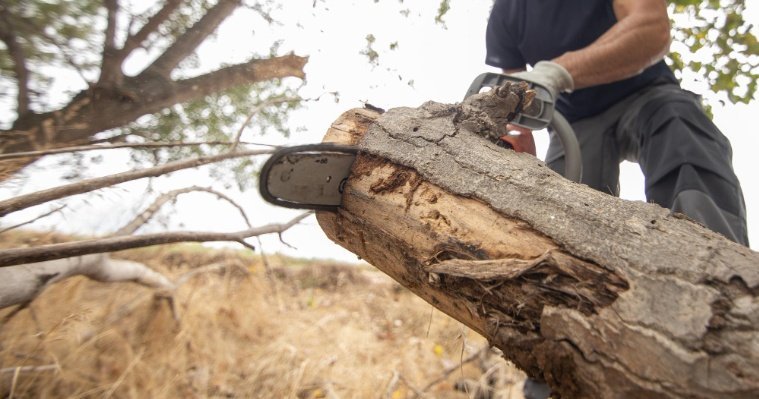 Поврежденные лесным пожаром 2021 года деревья в Сарапульском районе ликвидируют