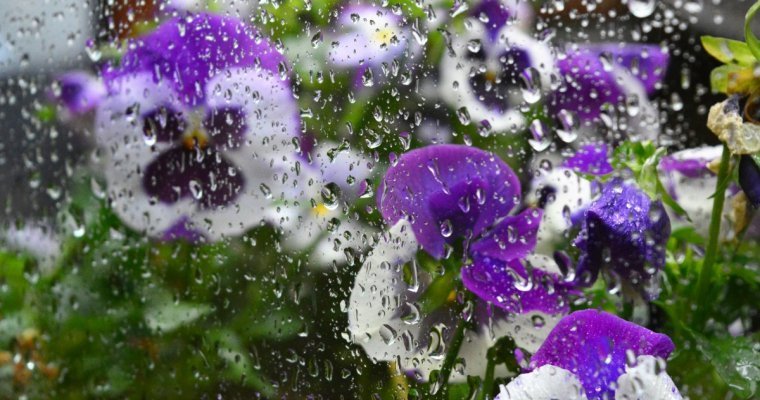 Погода в Удмуртии: в последний день мая ожидаются дожди