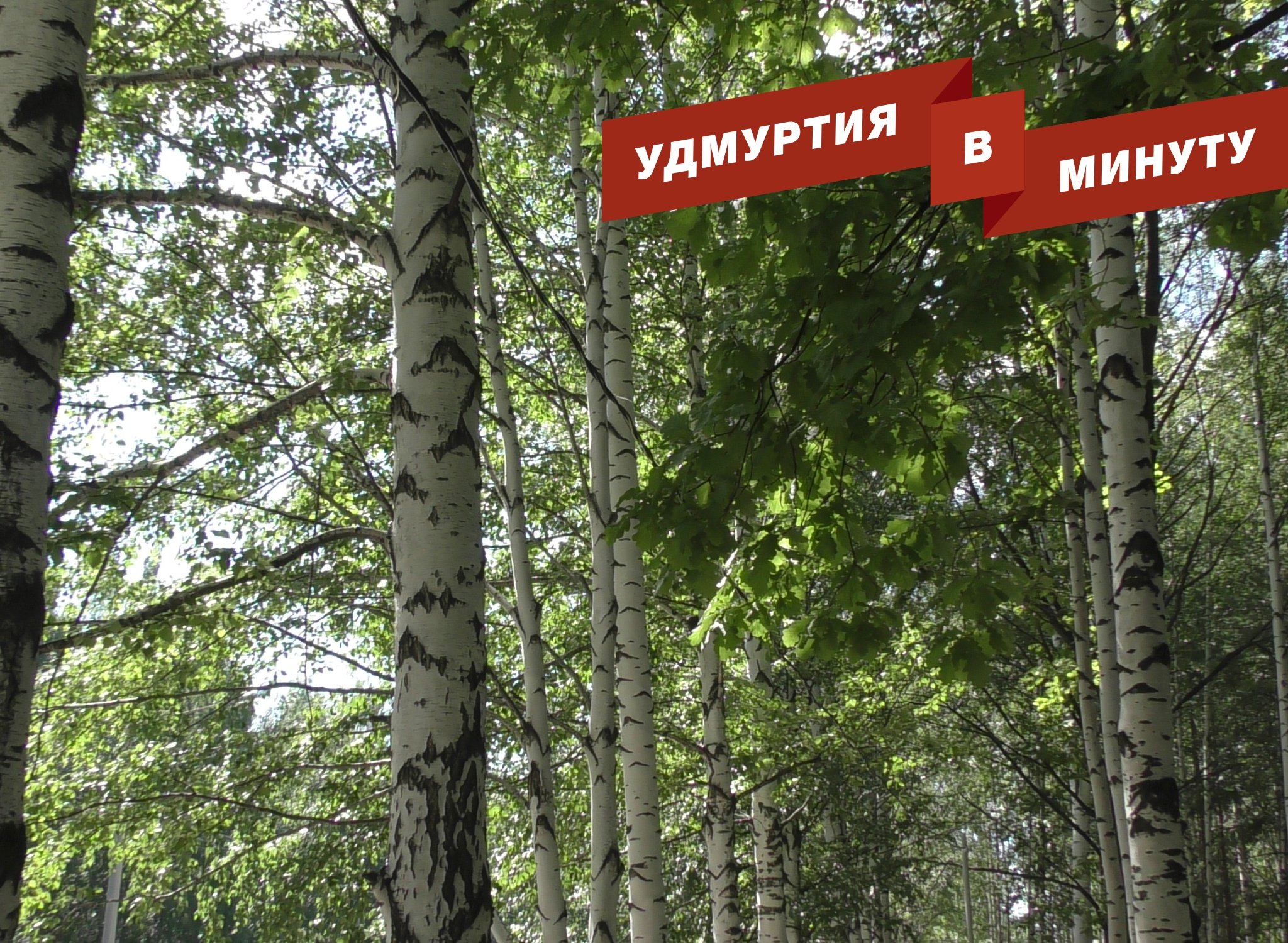 Удмуртия в минуту: особый режим в лесах Удмуртии и погодные качели
