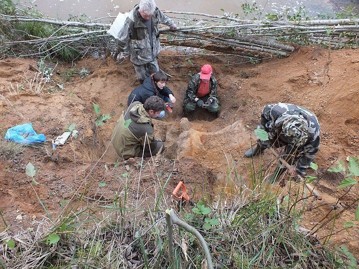 Окаменевшие останки мамонта Вадима обнаружили в Тверской области