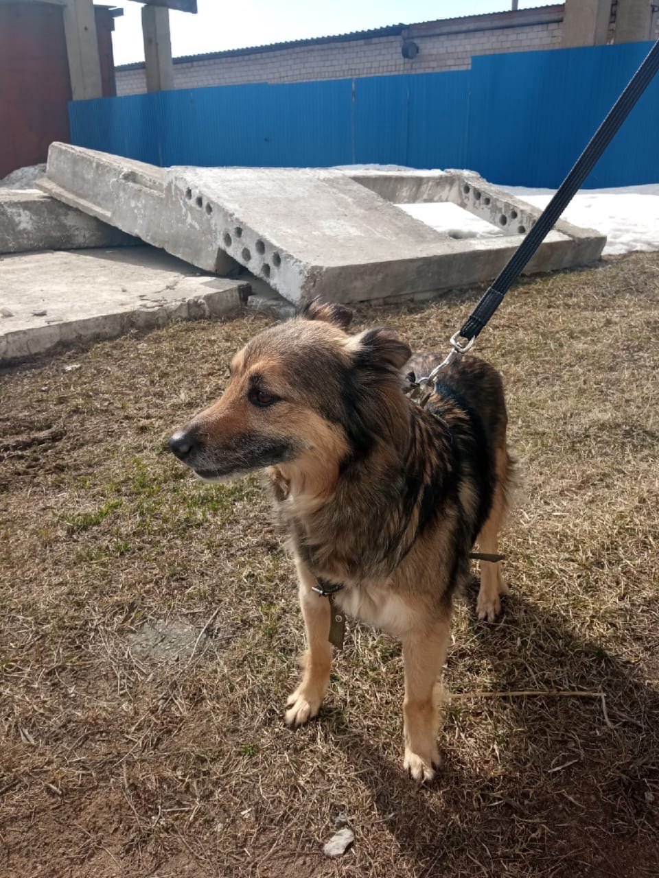 В Ижевске ищут приют для прибывшей с эвакуационным поездом собаки