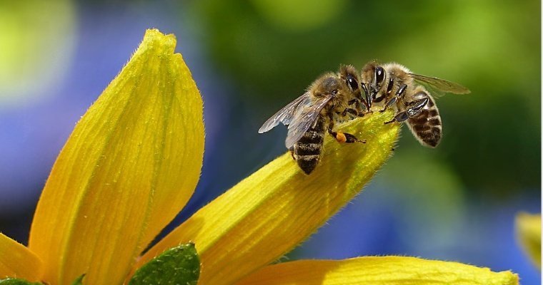 Удмуртии присвоили статус «неблагополучной» по инфекционному заболеванию пчел