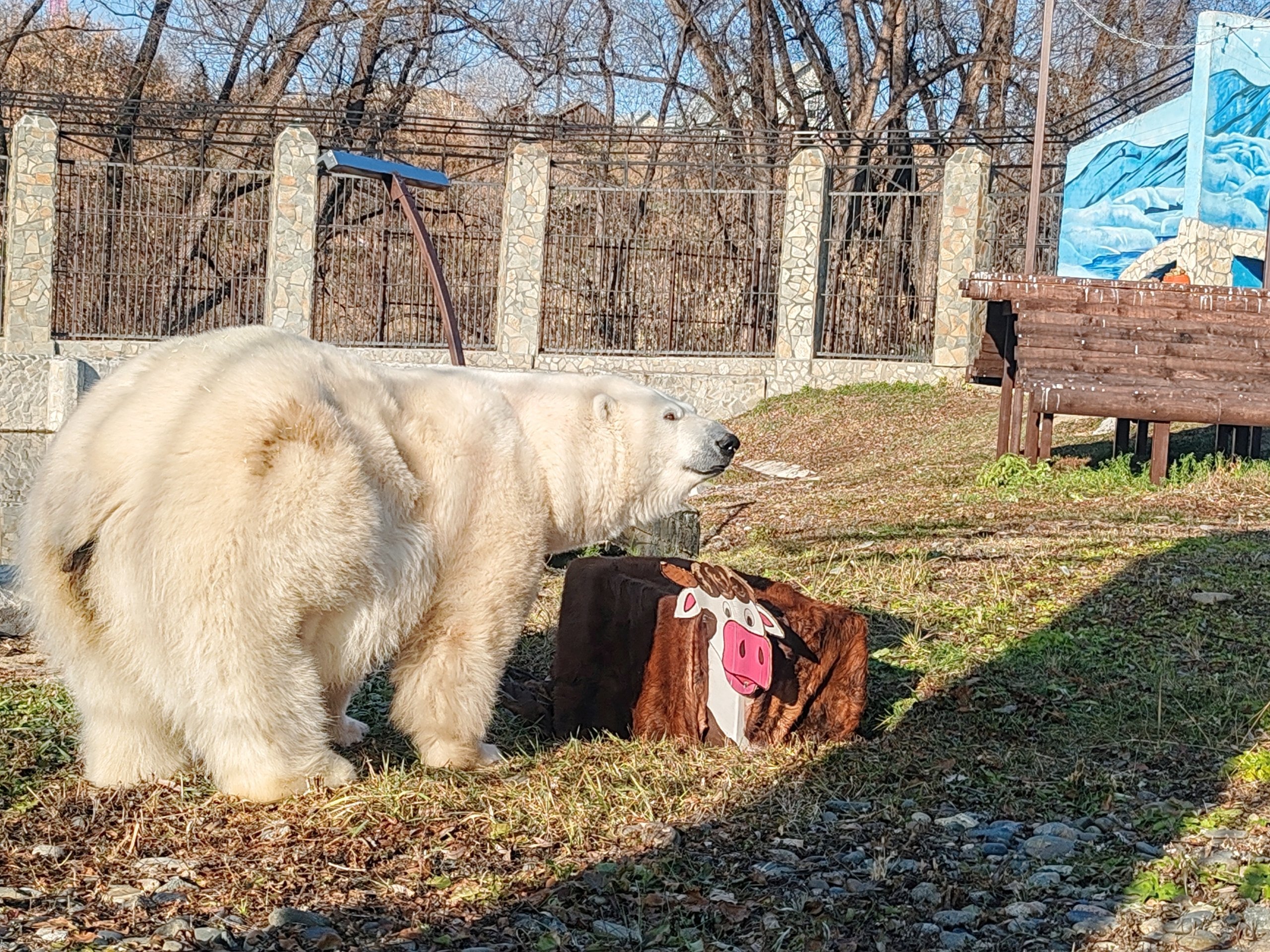 Белая медведица Думка из зоопарка Удмуртии отпраздновала год с момента переезда в Омск