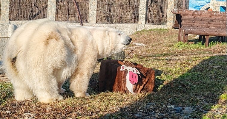 Белая медведица Думка из зоопарка Удмуртии отпраздновала год с момента переезда в Омск