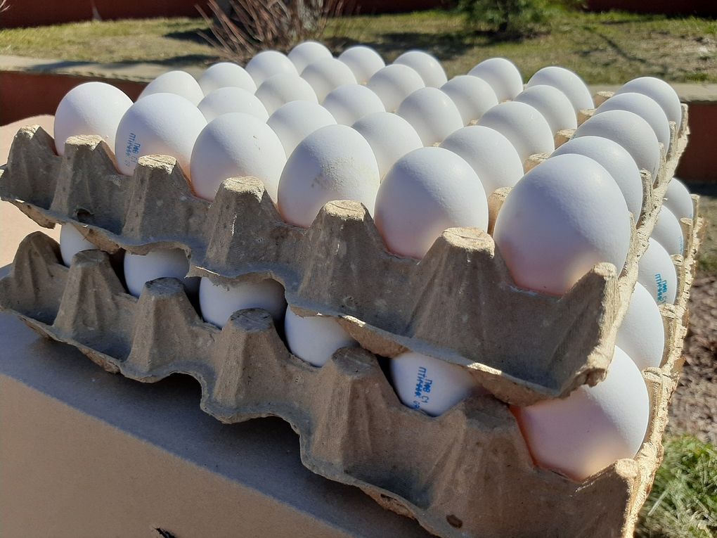 В Россию прибыла первая партия турецких яиц