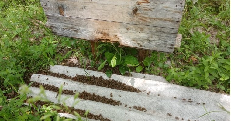 Более 80 пасечников Алнашского района заявили о гибели пчел