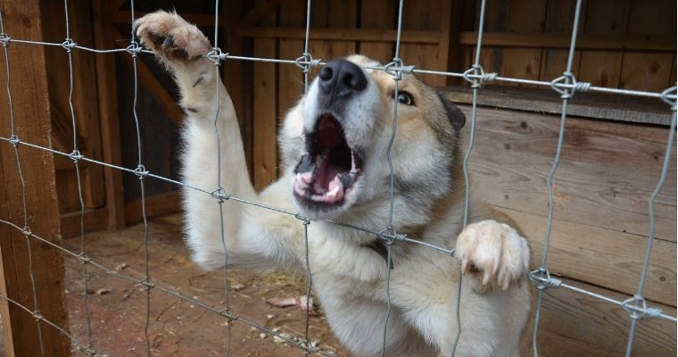 В Завьяловском районе Удмуртии у собаки выявили бешенство 