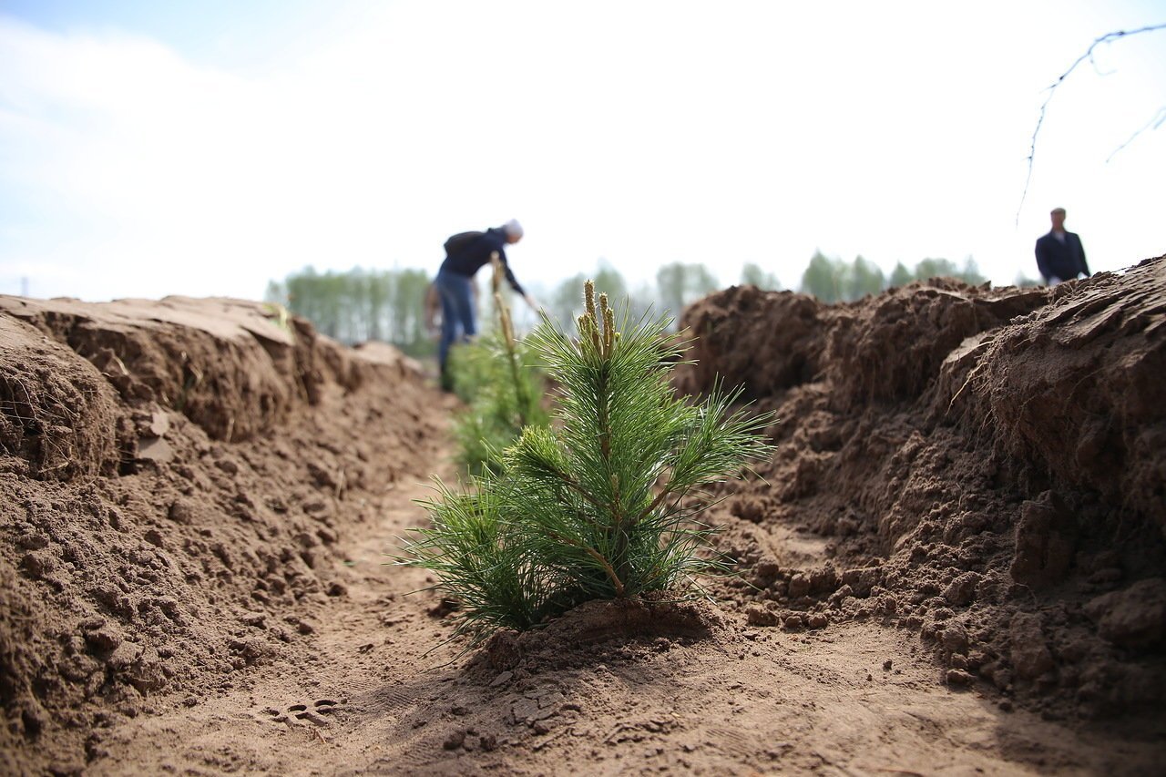 Жители Удмуртии высадили 8 тысяч сосен во «Всероссийский день посадки леса»