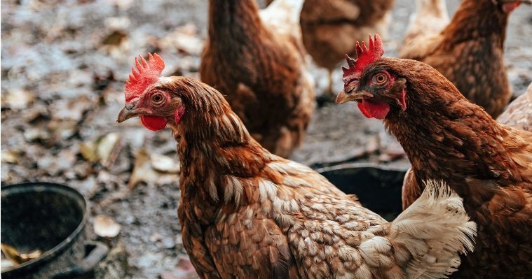 Два птицеводческих предприятия под Ижевском попали в зону наблюдения за распространением птичьего гриппа