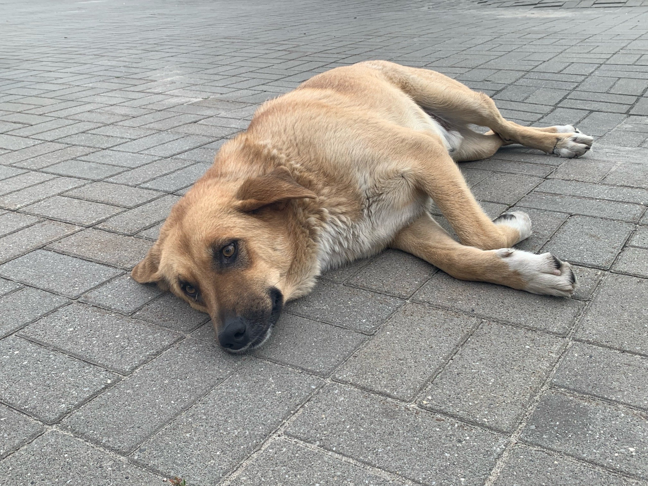 Клещи начали нападать на собак в Удмуртии