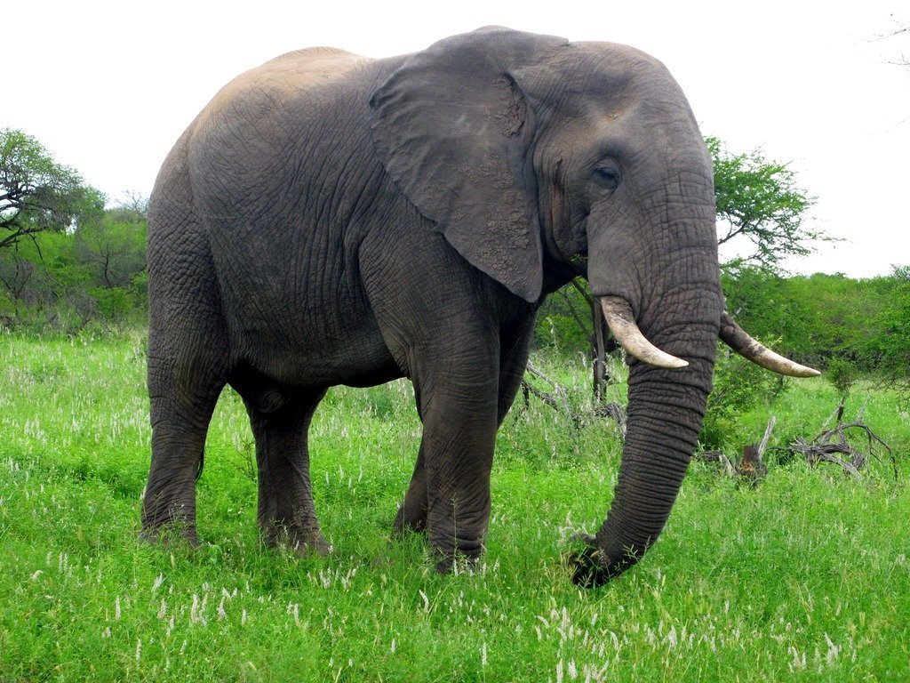 Плохое обращение со слоном в Шри-Ланке оскорбило власти Таиланда 