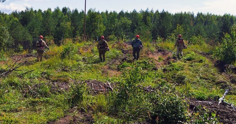 В 2024 году в Удмуртии молодые деревья высадили на площади 1,8 тысяч гектаров 