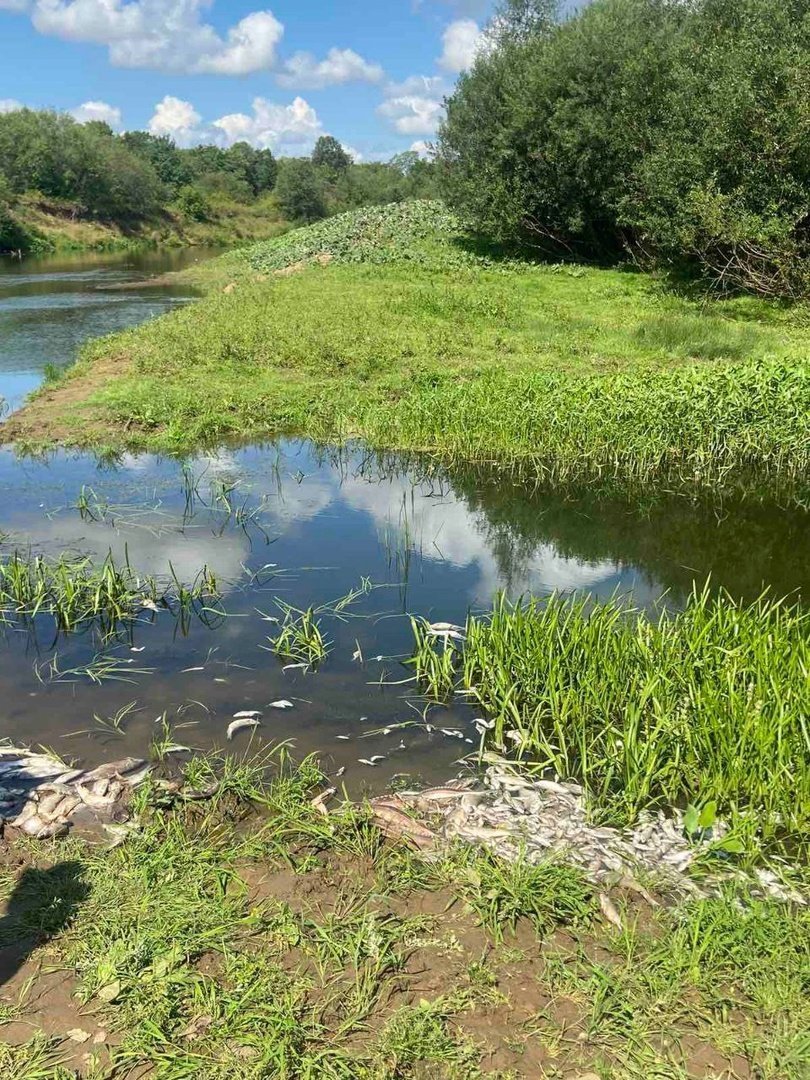 Из-за гибели рыбы в реке Вала у деревни Слудка в Удмуртии исследуют пробы воды 