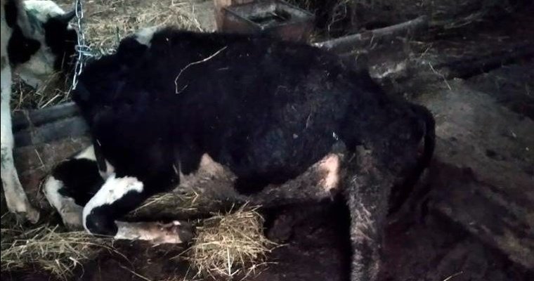 Общественники в Удмуртии попросили возбудить уголовное дело из-за истощения и гибели коров
