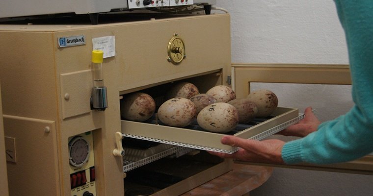Зоопарк Удмуртии отправил яйца японских журавлей в Амурскую область