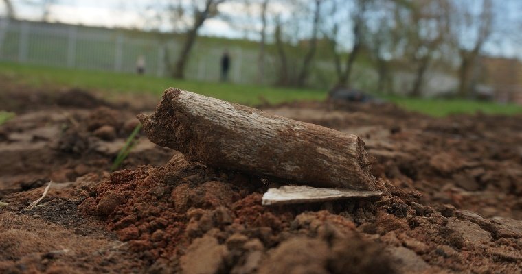 В Увинском районе при высадке елей обнаружены человеческие кости