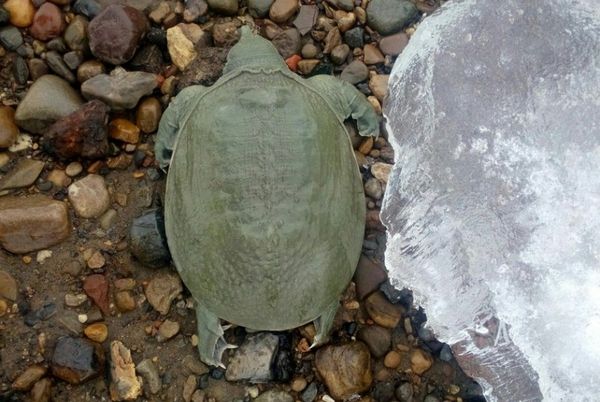 Вмерзшую в лед на Каме экзотическую черепаху спасли в Перми