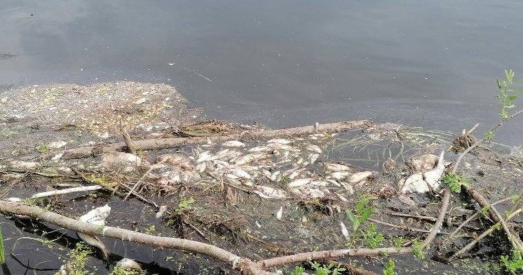 Итоги дня: причина гибели рыбы в реке Вала под Можгой и финансовые проблемы в футбольном клубе «Зенит-Ижевск»