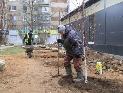 Новые деревья посадили на улице Молодёжной в Ижевске взамен вырубленных 