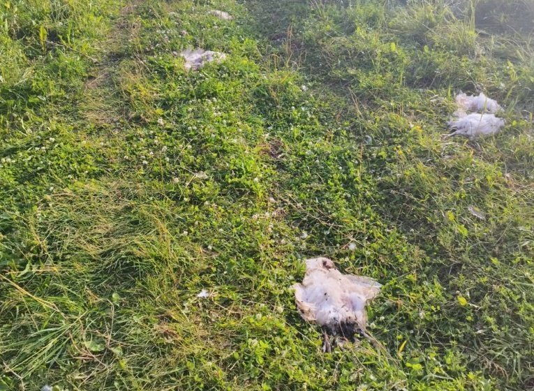 Гибель птицы в селе Якшур не связана со снижением цен на яйцо и мясо 