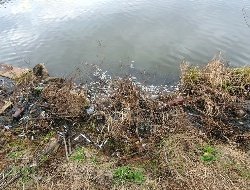 Причину гибели рыбы в Чемошурском пруду установят эксперты Минприроды Удмуртии