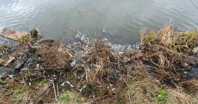 Причину гибели рыбы в Чемошурском пруду установят эксперты Минприроды Удмуртии