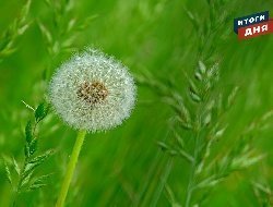 Итоги дня: активность клещей в Удмуртии и старт сезона в Летнем саду Ижевска