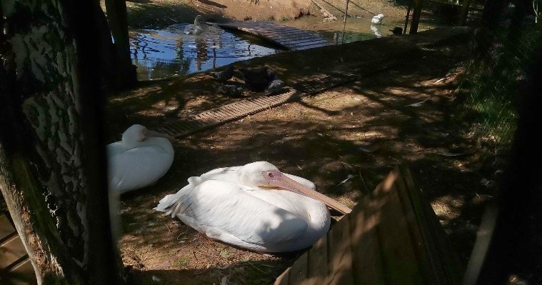 Итоги дня: профилактика птичьего гриппа в Ижевском зоопарке и задержание подозреваемого в убийстве детей в Игре