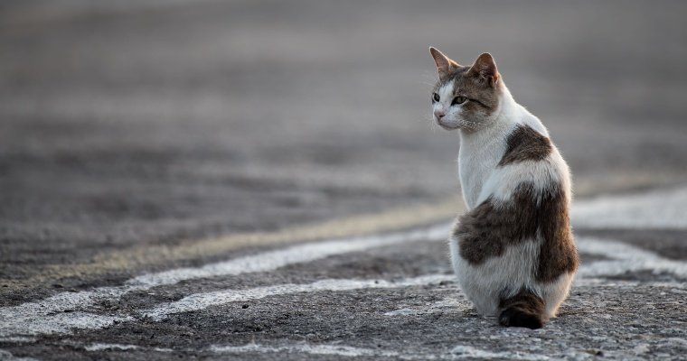 Больная бешенством кошка напала на жительницу Сарапула и её пса 