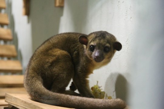 В Ижевском зоопарке появился новый обитатель  Кинкажу