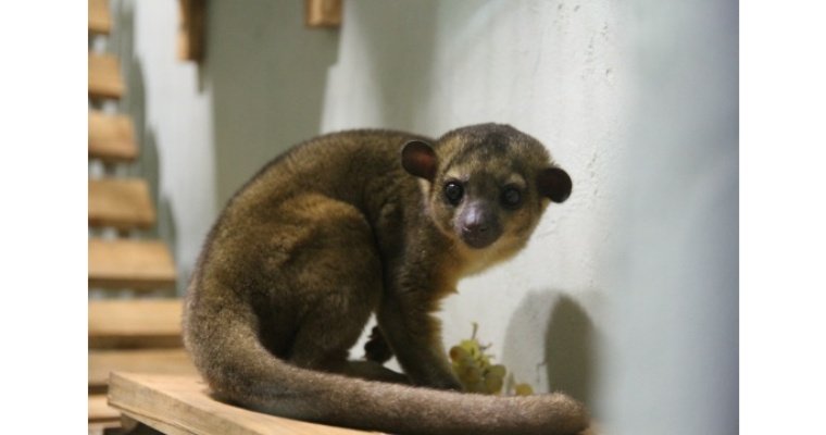 В Ижевском зоопарке появился новый обитатель — Кинкажу