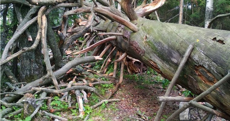 Знаменитое Чертово дерево упало в Игринском районе Удмуртии