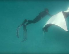 Видео с попросившим о помощи морским дьяволом набирает популярность в Сети