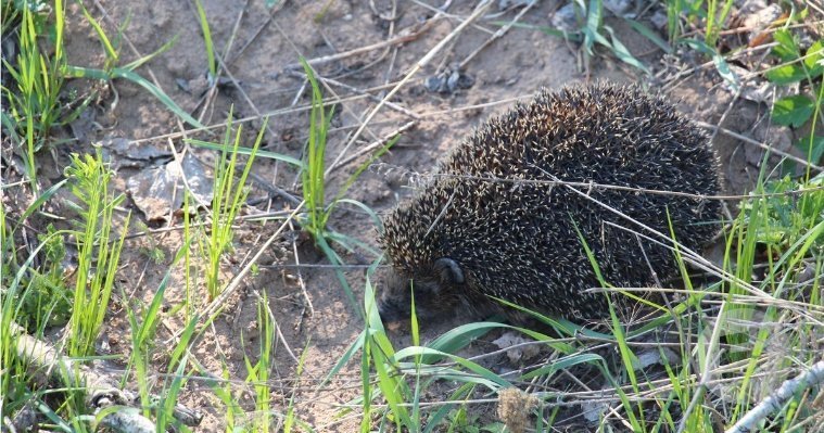 Картина дня: пробуждение ёжиков в ижевском зоопарке и пострадавшие от падения сосулек