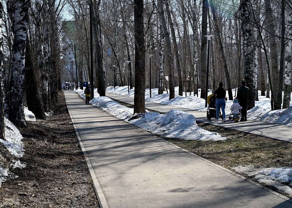 Более 50 старых деревьев спилили в Берёзовой роще в Ижевске
