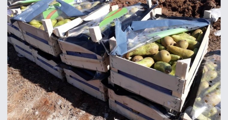 Четверть тонны незаконно ввезенных на территорию России груш уничтожили в Ижевске