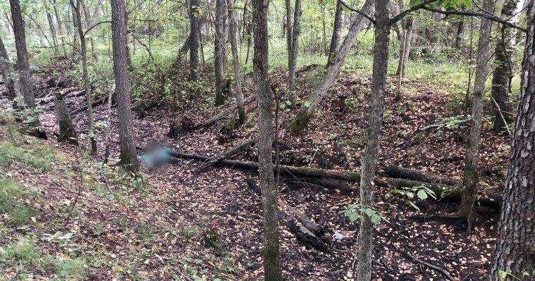 В лесу Удмуртии нашли тело женщины 